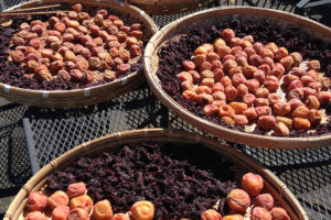 Como utilizar las ciruelas UMEBOSHI, un fermentado super aliado del Ayurveda.